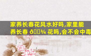 家养长春花风水好吗,家里能养长春 🌾 花吗,会不会中毒